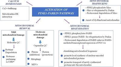 Understanding the Multiple Role of Mitochondria in Parkinson’s Disease and Related Disorders: Lesson From Genetics and Protein–Interaction Network